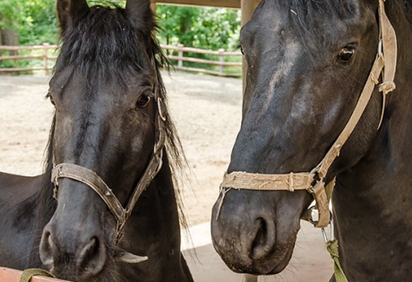Разработка виртуального тура для турбазы «Никоново»